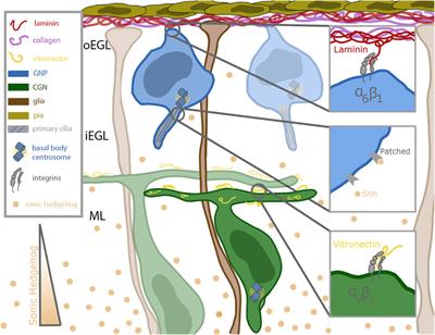 Cooperation between primary cilia signaling and integrin receptor extracellular matrix engagement regulates progenitor proliferation and neuronal differentiation in the developing cerebellum